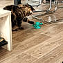 Simba participe au concours pour gagner de l'argent avec cette photo : cat, tabby, pet, playing, toy, wooden_floor, indoor, furniture, metal_legs, curious, paw, home, flooring, domestic_animal, mammal, animal, tabby_cat, pet_toy, floor, interior