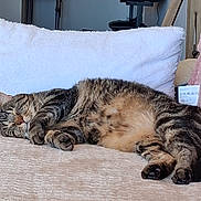 Simba participe au concours pour gagner de l'argent avec cette photo : cat, tabby, sleeping, couch, blanket, pillow, remote_control, indoor, pet, feline, cozy, resting, fur, whiskers, paw, relaxing, home, living_room, striped, cute