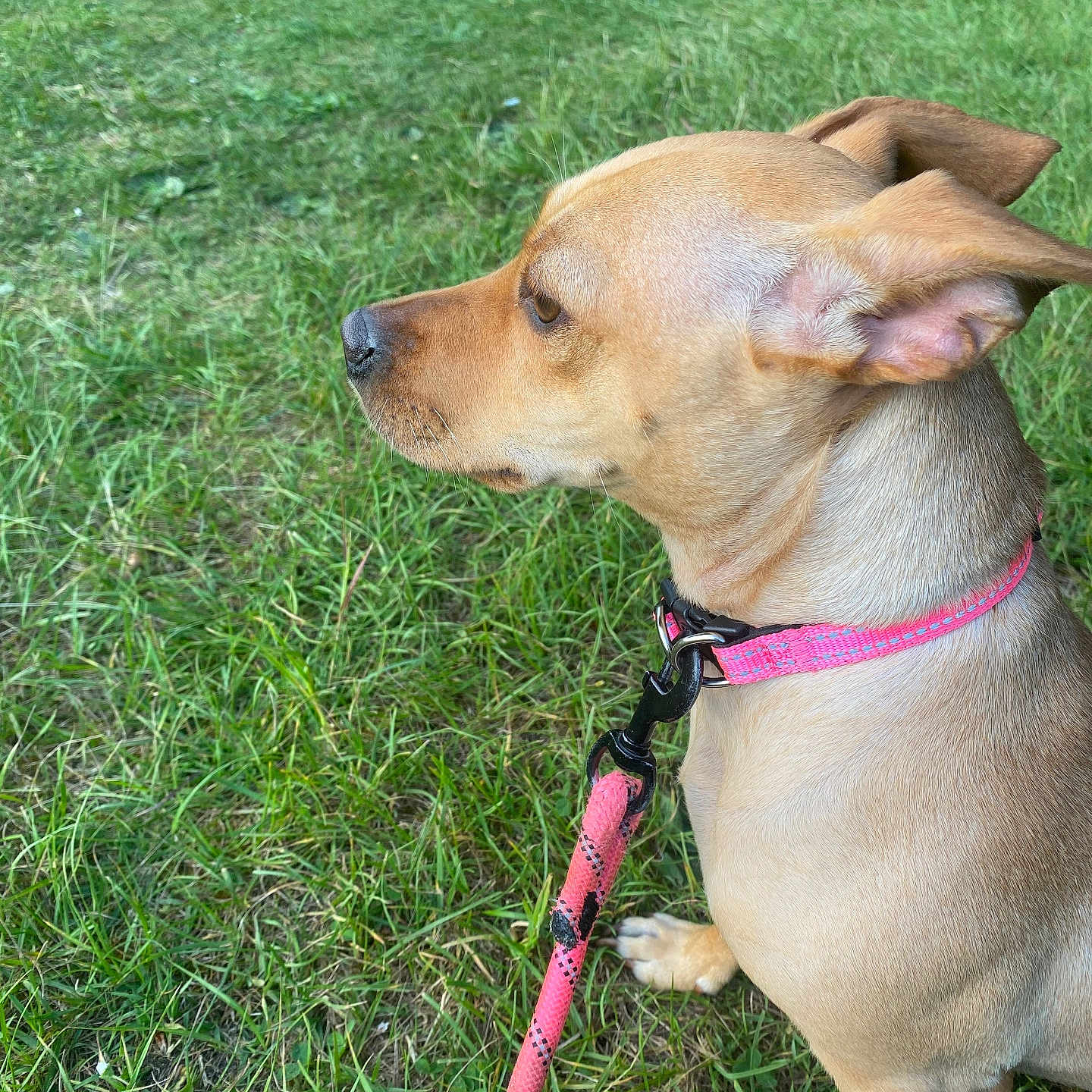 Athena a rejoint le concours — aidez-le/la à gagner de superbes lots ! dog, small_dog, tan_dog, side_profile, collar, leash, pink_collar, pink_leash, grass, green_grass, outdoor, pet, animal, ears, focused, sitting, nature, daylight, canine, alert