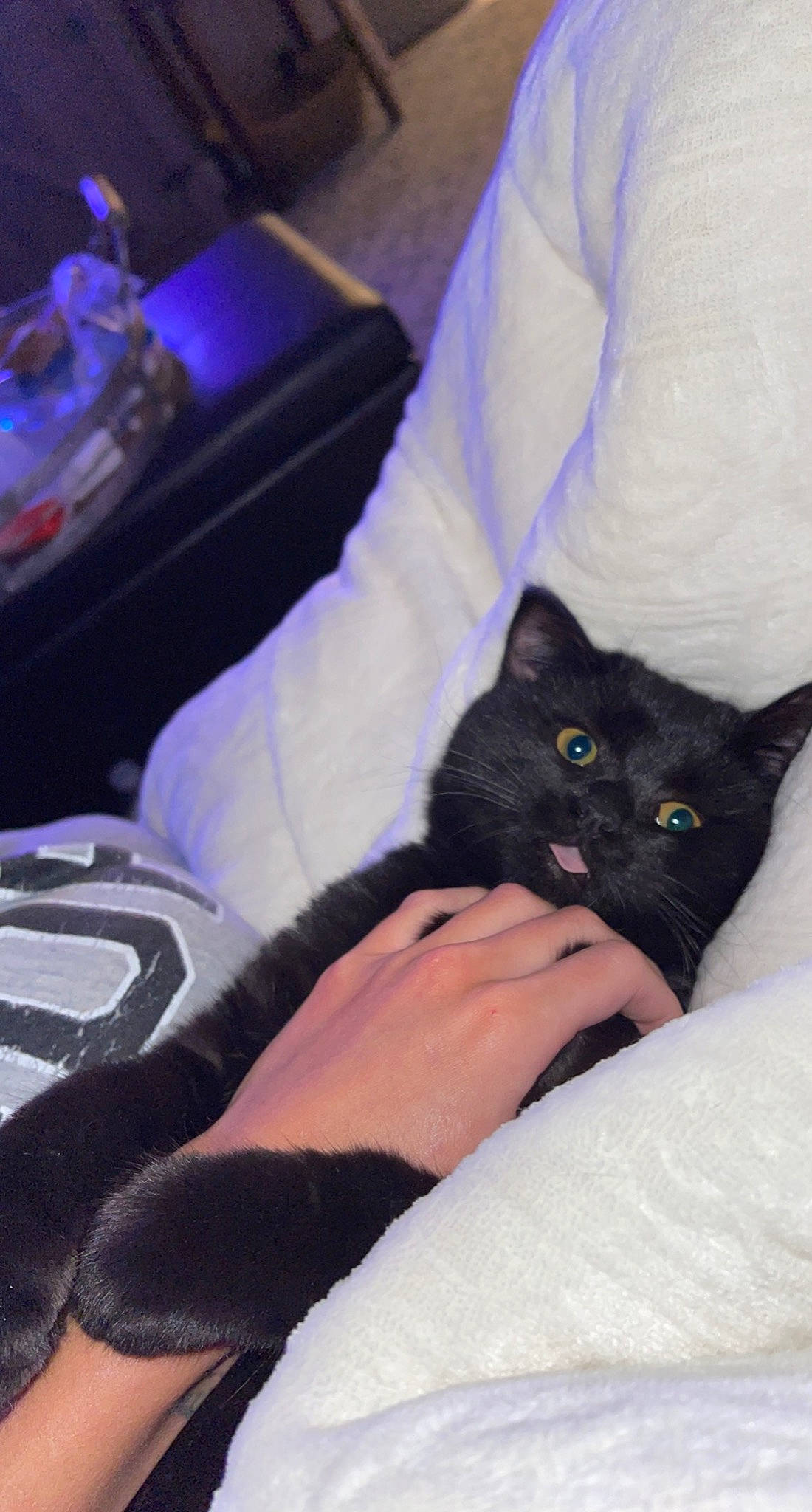 Dart is registered to the contest to win money with this photo: bed, black_cat, bombay, carnivore, cat, claw, comfort, domestic_short_haired_cat, eye, felidae, fur, human_leg, lap, linens, nail, purple, sitting, small_to_medium_sized_cats, snout, whiskers