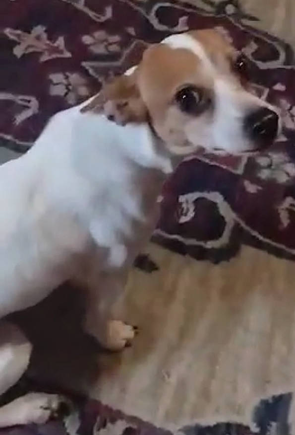 Sugar Mouse joined the competition — help win amazing prizes! ancient_dog_breeds, canidae, carnivore, chihuahua, companion_dog, dog, dog_breed, dog_supply, fur, non_sporting_group, paw, pet_supply, snout, sporting_group, terrestrial_animal, terrier, toy_dog, whiskers, working_animal