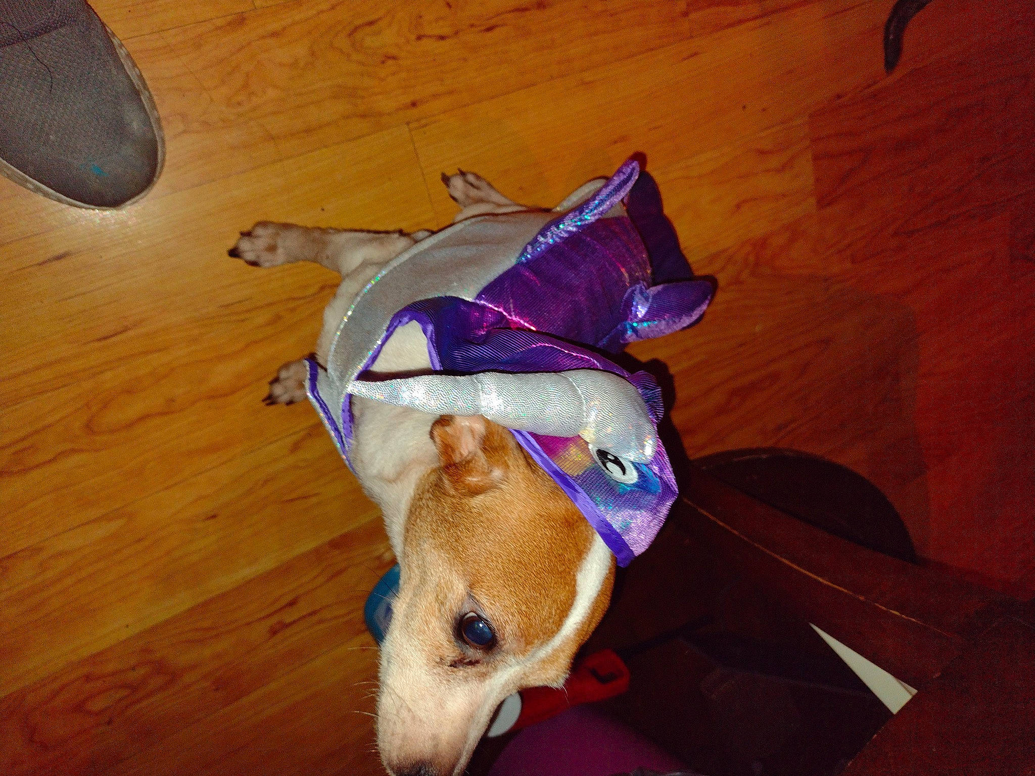 Sugar Mouse is registered to the contest to win money with this photo: carnivore, companion_dog, dog, dog_breed, dog_clothes, dog_supply, electric_blue, flooring, hardwood, laminate_flooring, pet_supply, sporting_group, stuffed_toy, tail, toy, varnish, wood, wood_flooring, wood_stain, working_animal