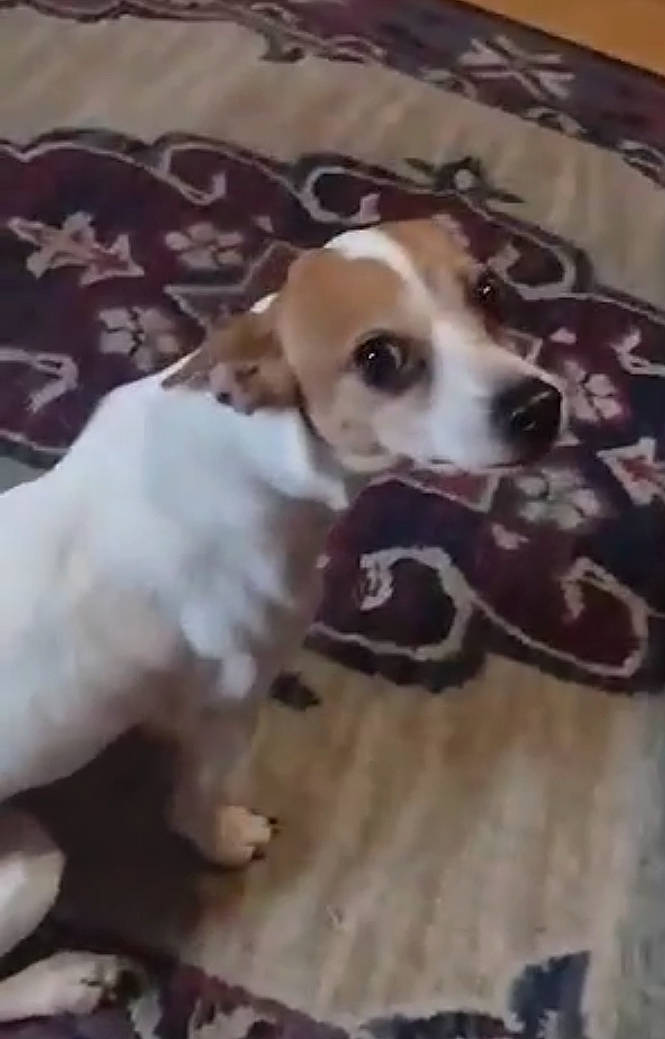 Sugar Mouse joined the competition — help win amazing prizes! beaglier, canidae, carnivore, companion_dog, dog, dog_breed, dog_supply, non_sporting_group, paw, pet_supply, puppy, terrestrial_animal, toy_dog, working_animal