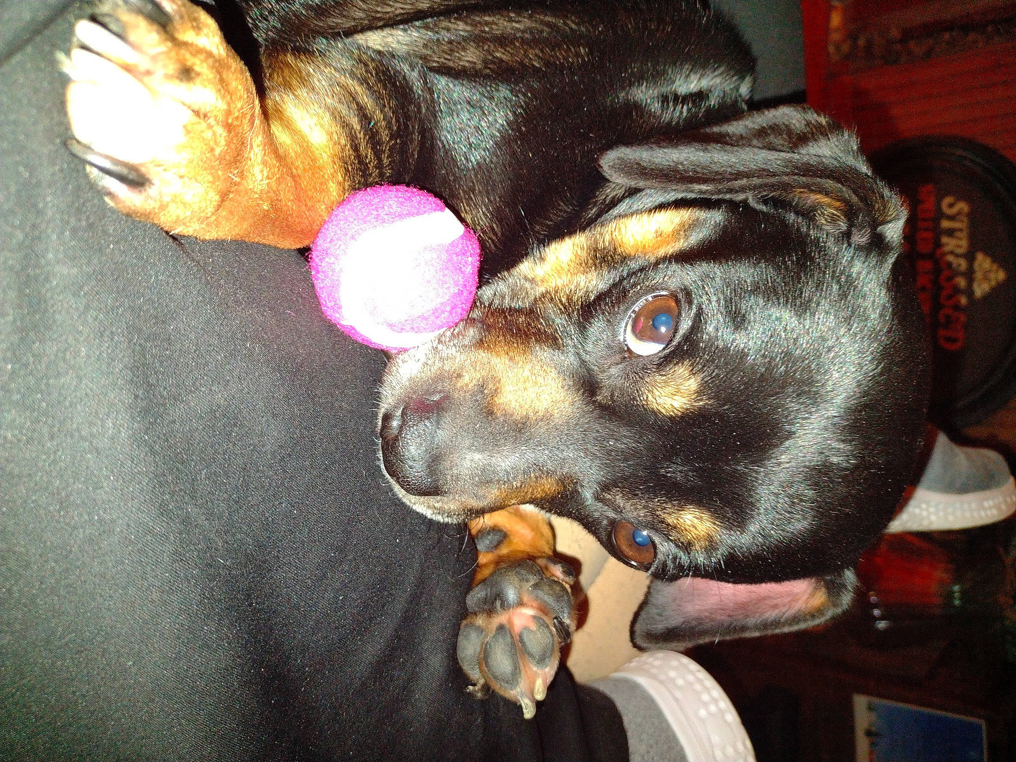 Piglet Larverne joined the competition — help win amazing prizes! black_hair, canidae, carnivore, collar, companion_dog, dog, dog_breed, dog_collar, ear, fashion_accessory, fawn, fur, gesture, guard_dog, nose, snout, sporting_group, whiskers, working_animal, working_dog