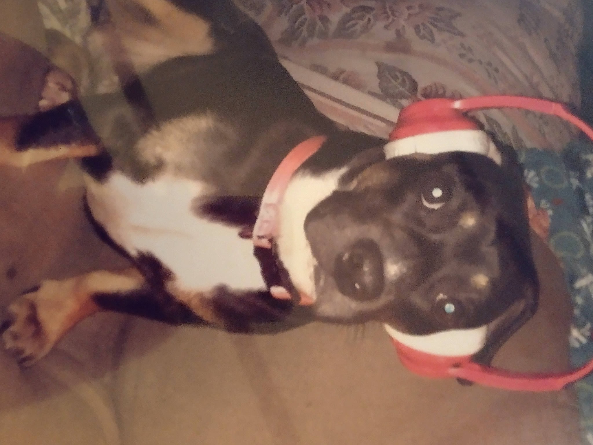 Piglet Larverne is registered to the contest to win money with this photo: canidae, carnivore, collar, companion_dog, dog, dog_breed, dog_collar, dog_supply, ear, fawn, fur, guard_dog, non_sporting_group, paw, pet_supply, snout, sporting_group, tail, whiskers, working_animal