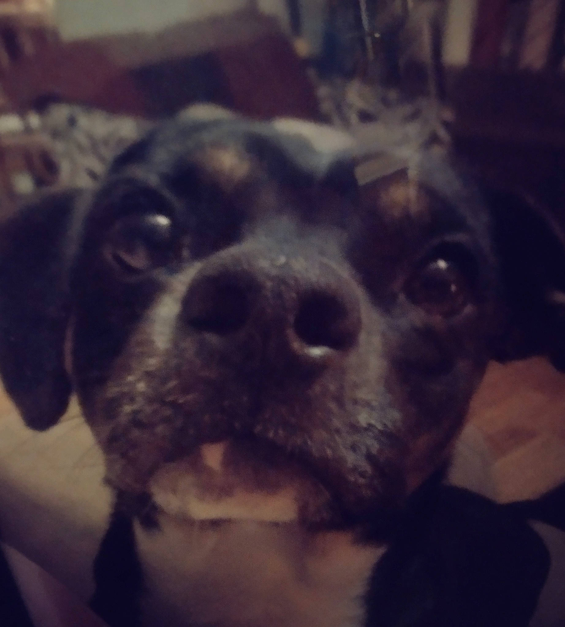 Piglet Larverne is registered to the contest to win money with this photo: canidae, carnivore, cloud, companion_dog, dog, dog_breed, ear, fawn, fur, metal, meteorological_phenomenon, night, puggle, selfie, sky, snout, sporting_group, square, whiskers, working_animal