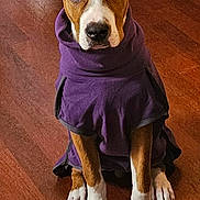 Itachi participe au concours pour gagner de l'argent avec cette photo : dog, puppy, sitting, purple_clothing, costume, white_chest, brown_fur, white_paws, floppy_ears, portrait, indoor, wooden_floor, pet, animal, front_view, serious_expression, fashion, clothing, ai_generated, full_body