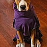 dog, puppy, sitting, purple_clothing, costume, white_chest, brown_fur, white_paws, floppy_ears, portrait, indoor, wooden_floor, pet, animal, front_view, serious_expression, fashion, clothing, ai_generated, full_body
