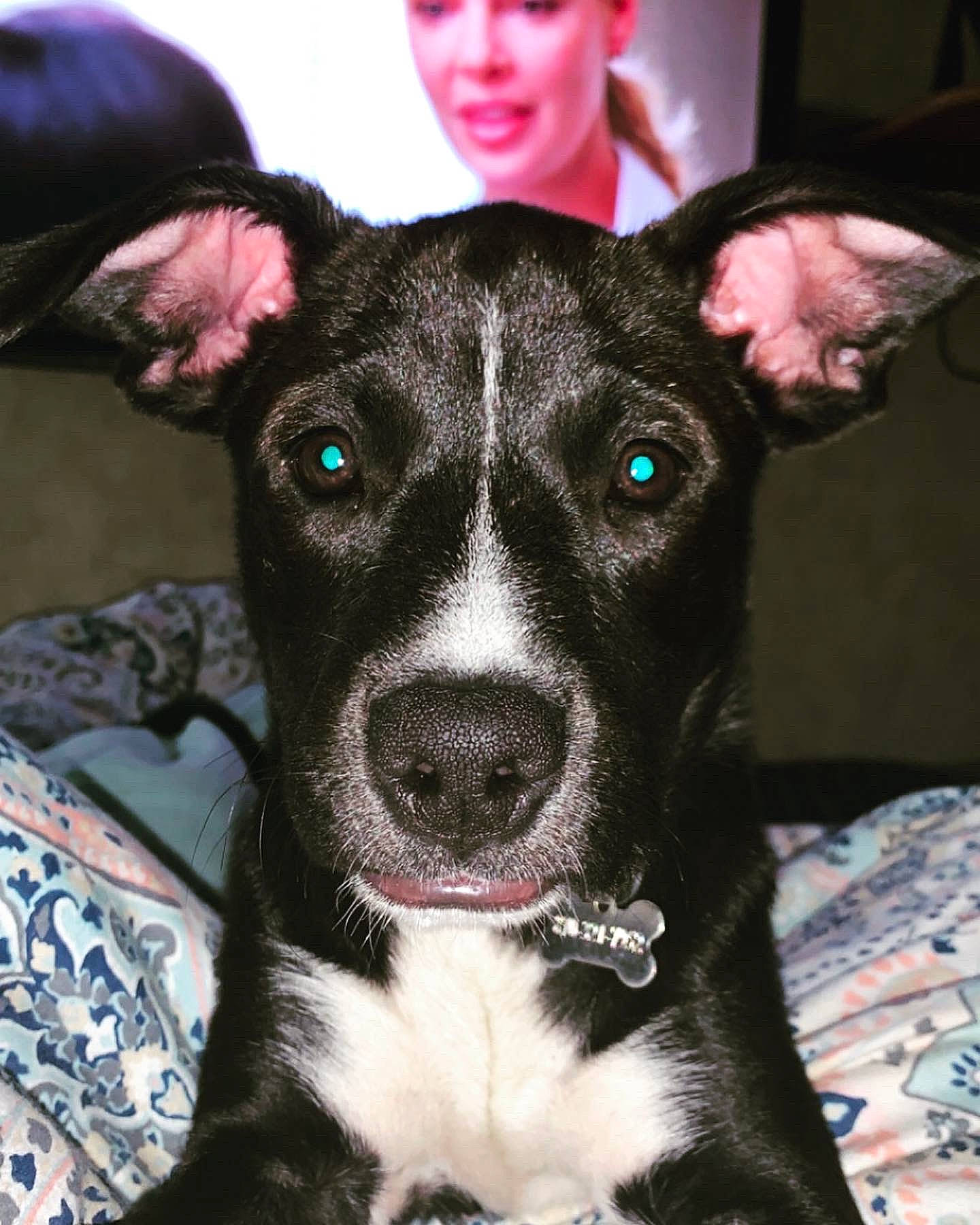 Rosie is registered to the contest to win money with this photo: ancient_dog_breeds, canidae, carnivore, collar, companion_dog, dog, dog_breed, ear, eyelash, fawn, fur, non_sporting_group, pattern, puppy, snout, sporting_group, terrier, whiskers, working_animal, working_dog