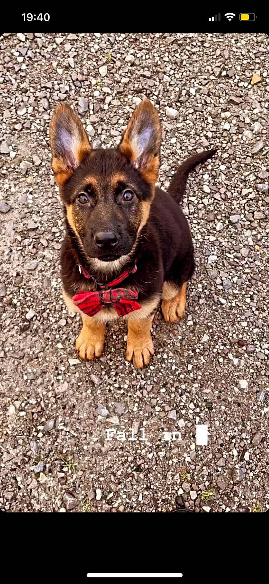 Tosca a rejoint le concours — aidez-le/la à gagner de superbes lots ! adventure, canidae, carnivore, companion_dog, dog, dog_breed, fawn, fur, guard_dog, hunting_dog, paw, road_surface, snout, soil, sporting_group, terrestrial_animal, toy_dog, whiskers, working_animal, working_dog