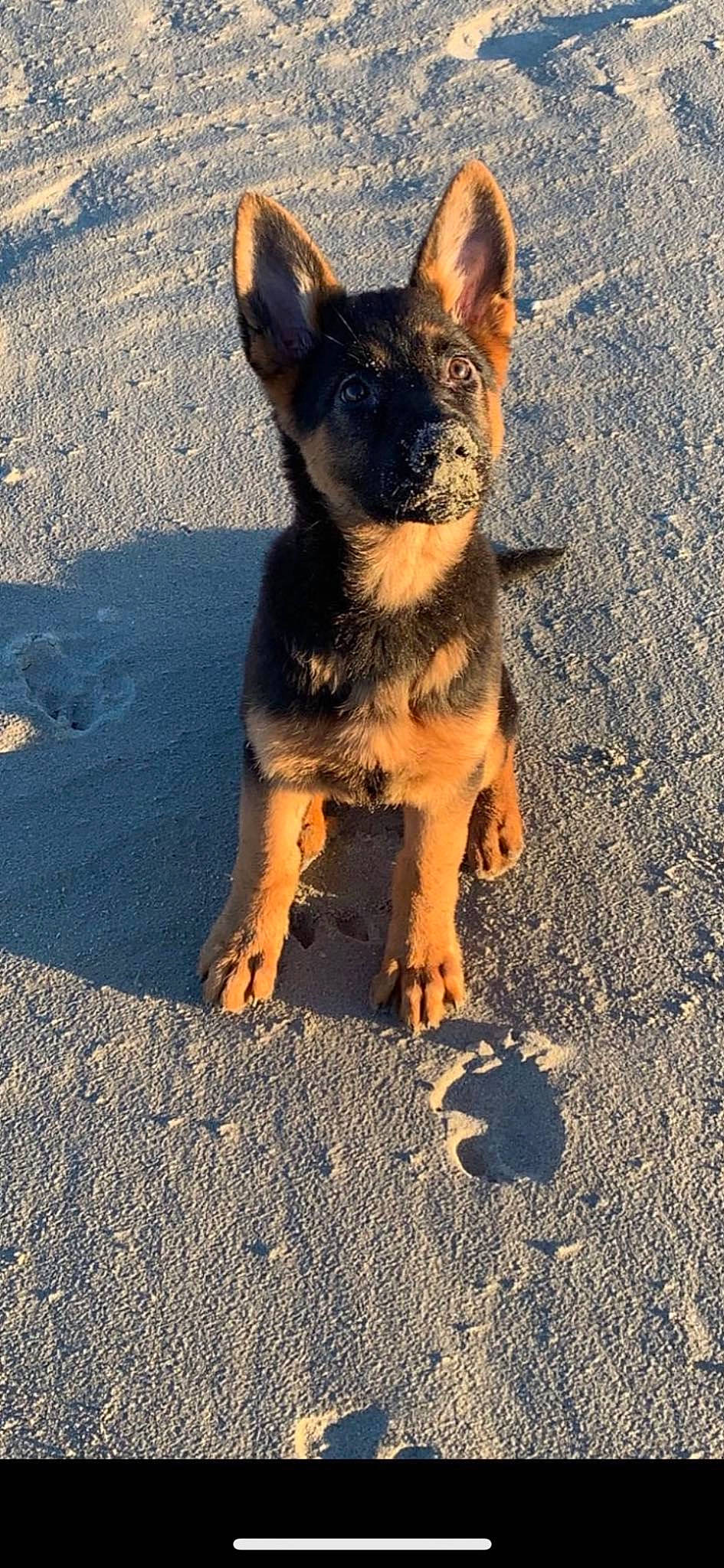 Tosca a rejoint le concours — aidez-le/la à gagner de superbes lots ! asphalt, canidae, carnivore, companion_dog, dog, dog_breed, dog_supply, electric_blue, fawn, fur, herding_dog, paw, road_surface, shadow, soil, sporting_group, tar, terrestrial_animal, toy_dog, whiskers