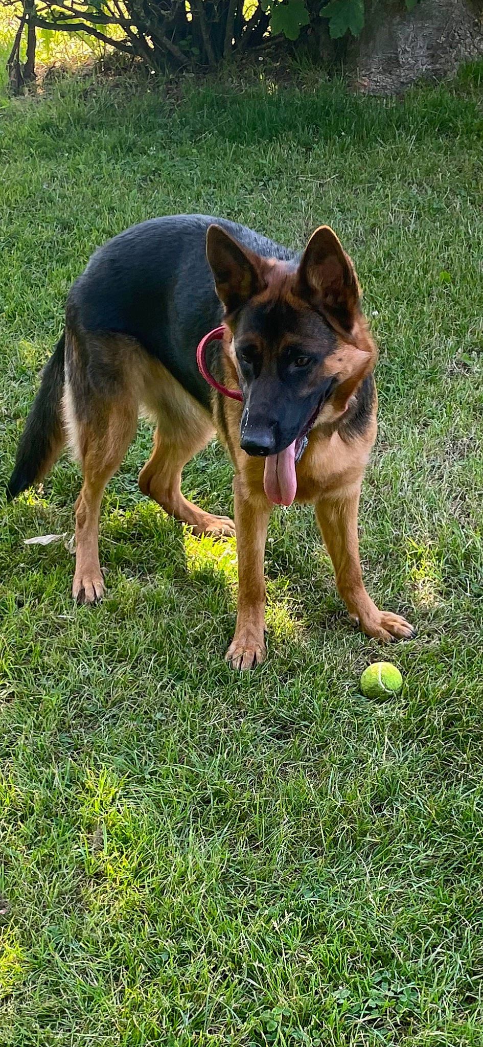 Tosca a rejoint le concours — aidez-le/la à gagner de superbes lots ! ball, canidae, carnivore, companion_dog, dog, dog_breed, east_european_shepherd, foot, german_shepherd_dog, grass, guard_dog, herbaceous_plant, herding_dog, king_shepherd, old_german_shepherd_dog, plant, recreation, snout, sporting_group, working_dog