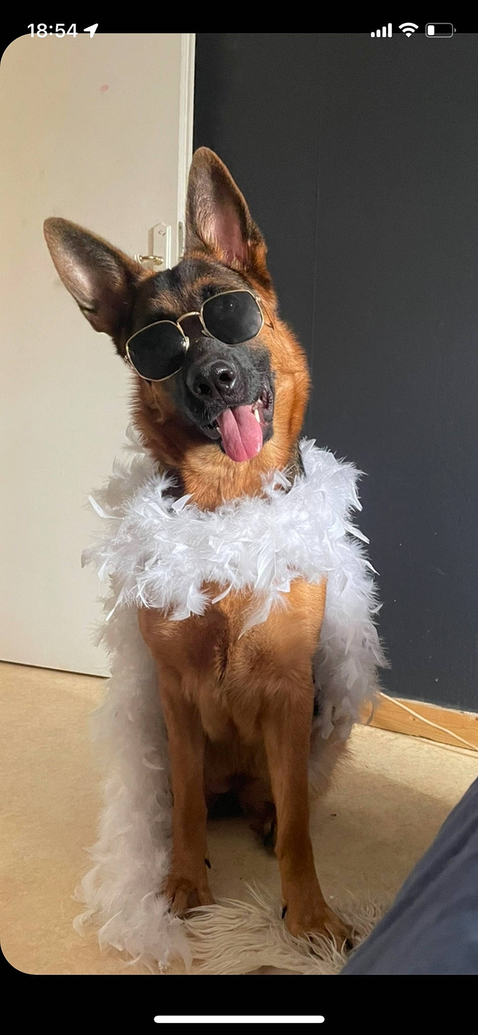 Tosca a rejoint le concours — aidez-le/la à gagner de superbes lots ! canidae, carnivore, collar, companion_dog, dog, dog_breed, dog_collar, dog_supply, ear, fawn, fur, liver, non_sporting_group, snout, sporting_group, tail, terrestrial_animal, toy_dog, whiskers, working_animal