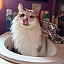 cat, feline, pet, sink, bathroom, faucet, licking, tongue_out, fluffy, long_haired, whiskers, portrait, close_up, indoor, bokeh, countertop, playful, white_fur, domestic_cat, cute