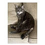 Prince joined the competition — help win amazing prizes! cat, grey_tabby, pet, animal, feline, couch, indoor, relaxed, seated, fur, whiskers, tail, ears, eyes, domestic_cat, resting, comfort, home, cozy, neutral_colors