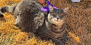 Prince is registered to the contest to win money with this photo: cat, tabby_cat, animal, pet, grooming, brush, hand, grass, dry_grass, outdoor, shoes, snow, fur, mammal, collar, relaxed, lying_down, person, nail_polish, purple_brush