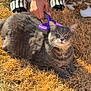 cat, tabby_cat, animal, pet, grooming, brush, hand, grass, dry_grass, outdoor, shoes, snow, fur, mammal, collar, relaxed, lying_down, person, nail_polish, purple_brush