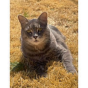 Prince joined the competition — help win amazing prizes! cat, gray_tabby, animal, pet, outdoor, grass, sunlight, feline, nature, relaxed, resting, whiskers, ears, eyes, fur, closeup, mammal, laying, summer, daylight