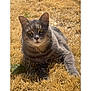 cat, gray_tabby, animal, pet, outdoor, grass, sunlight, feline, nature, relaxed, resting, whiskers, ears, eyes, fur, closeup, mammal, laying, summer, daylight