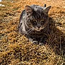 Prince joined the competition — help win amazing prizes! cat, gray_tabby, animal, pet, outdoor, grass, dry_grass, sunlight, shadow, whiskers, ears, fur, nature, relaxing, daylight, mammal, closeup, ground, calm, resting