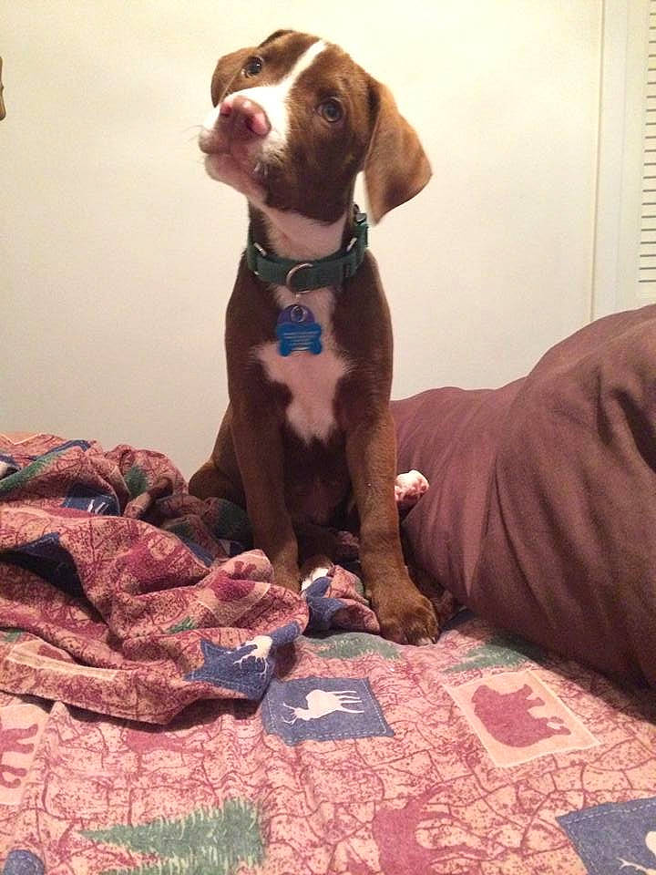 Kujo is registered to the contest to win money with this photo: canidae, carnivore, collar, comfort, companion_dog, dog, dog_breed, dog_collar, dog_supply, fawn, fur, gun_dog, leash, linens, liver, pet_supply, pointing_breed, sporting_group, whiskers, working_animal