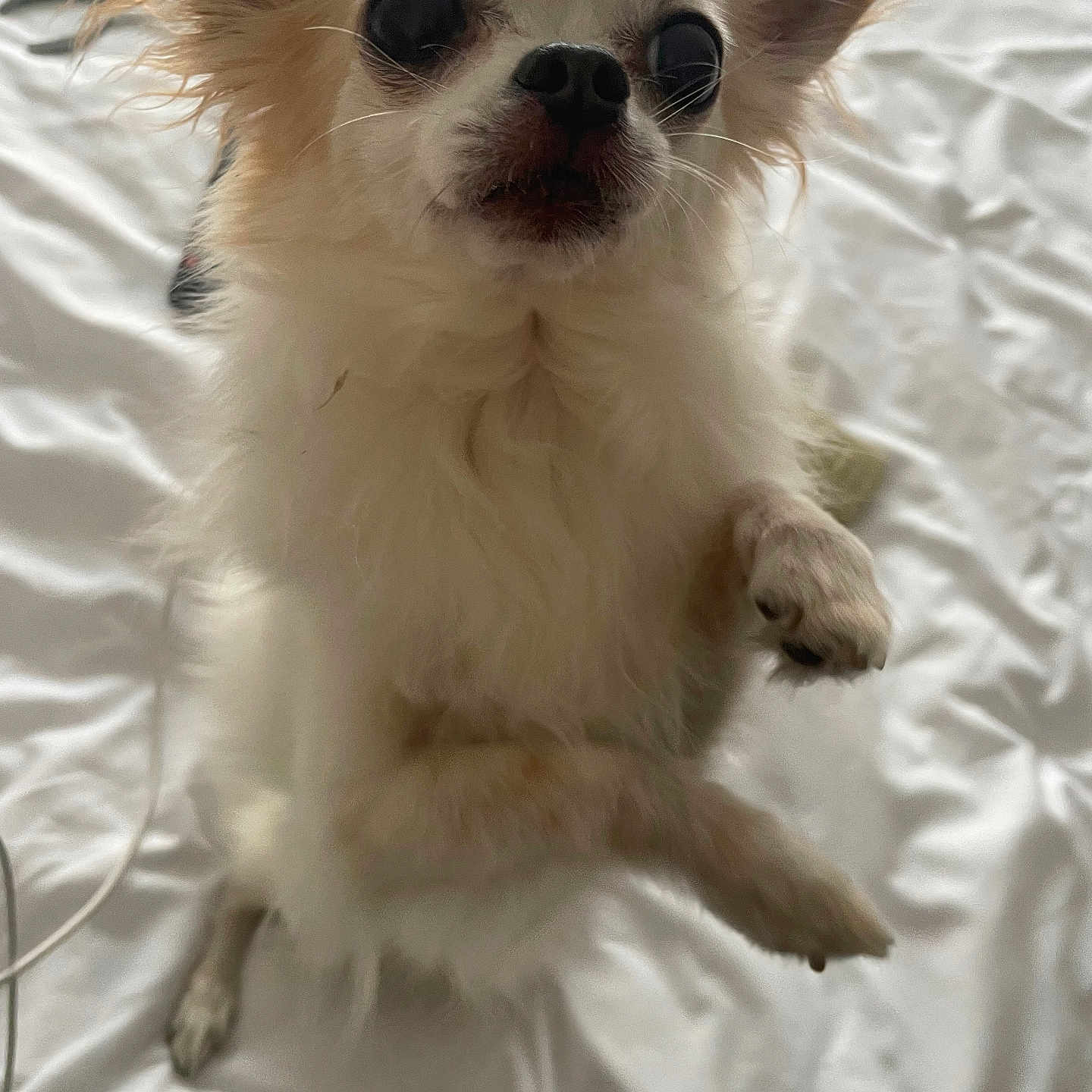 Clarkito a rejoint le concours — aidez-le/la à gagner de superbes lots ! adorable, animal, bed, bed_sheet, canine, close_up, companion, cute, dog, domestic_animal, ears, fluffy, fur, indoor, looking_up, paw, pet, playful, small_dog, white_fur