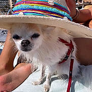 Clark participe au concours pour gagner de l'argent avec cette photo : dog, small_dog, white_dog, hat, sunhat, beach, towel, leash, red_leash, outdoor, sunny, person, legs, hand, blue_sky, summer, pet, canine, closeup, relaxing