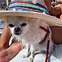 dog, small_dog, white_dog, hat, sunhat, beach, towel, leash, red_leash, outdoor, sunny, person, legs, hand, blue_sky, summer, pet, canine, closeup, relaxing