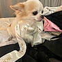 dog, small_dog, chihuahua, ribbon, dior, bed, clothing, blanket, fabric, fur, cute, pet, indoor, soft_lighting, white, black, pink, cozy, animal, portrait