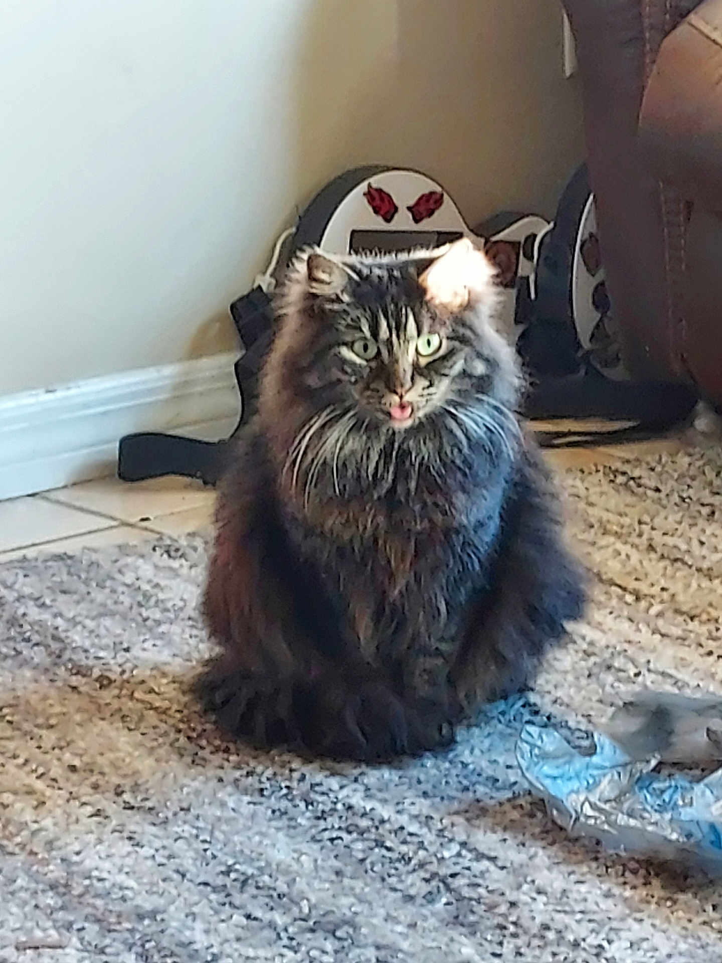 Cupcake is registered to the contest to win money with this photo: cat, long_hair, tongue_out, carpet, indoor, guitar, musical_instrument, furniture, chair, leather, wall, baseboard, floor, pet, animal, domestic, cute, furry, sitting, home