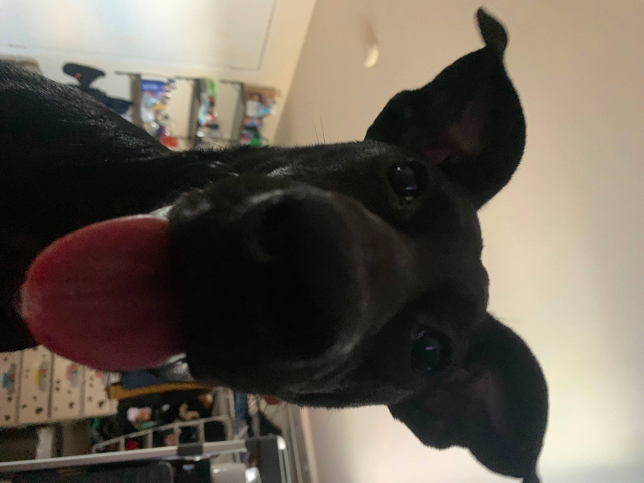 Azul is registered to the contest to win money with this photo: canidae, carnivore, collar, companion_dog, dog, dog_breed, dog_collar, ear, fawn, fur, guard_dog, liver, non_sporting_group, pet_supply, sculpture, snout, sporting_group, tail, whiskers, working_animal