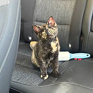 Mimi is registered to the contest to win money with this photo: kitten, cat, tortoiseshell, car_seat, pet, animal, curious, feline, indoor, seat, lint_roller, black, brown, yellow_eyes, fur, cute, small, sitting, head_tilt, domestic_animal