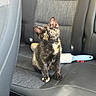 kitten, cat, tortoiseshell, car_seat, pet, animal, curious, feline, indoor, seat, lint_roller, black, brown, yellow_eyes, fur, cute, small, sitting, head_tilt, domestic_animal