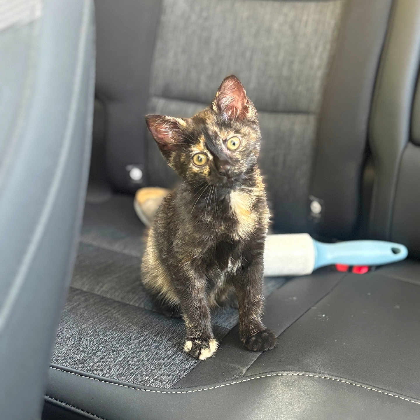 Mimi