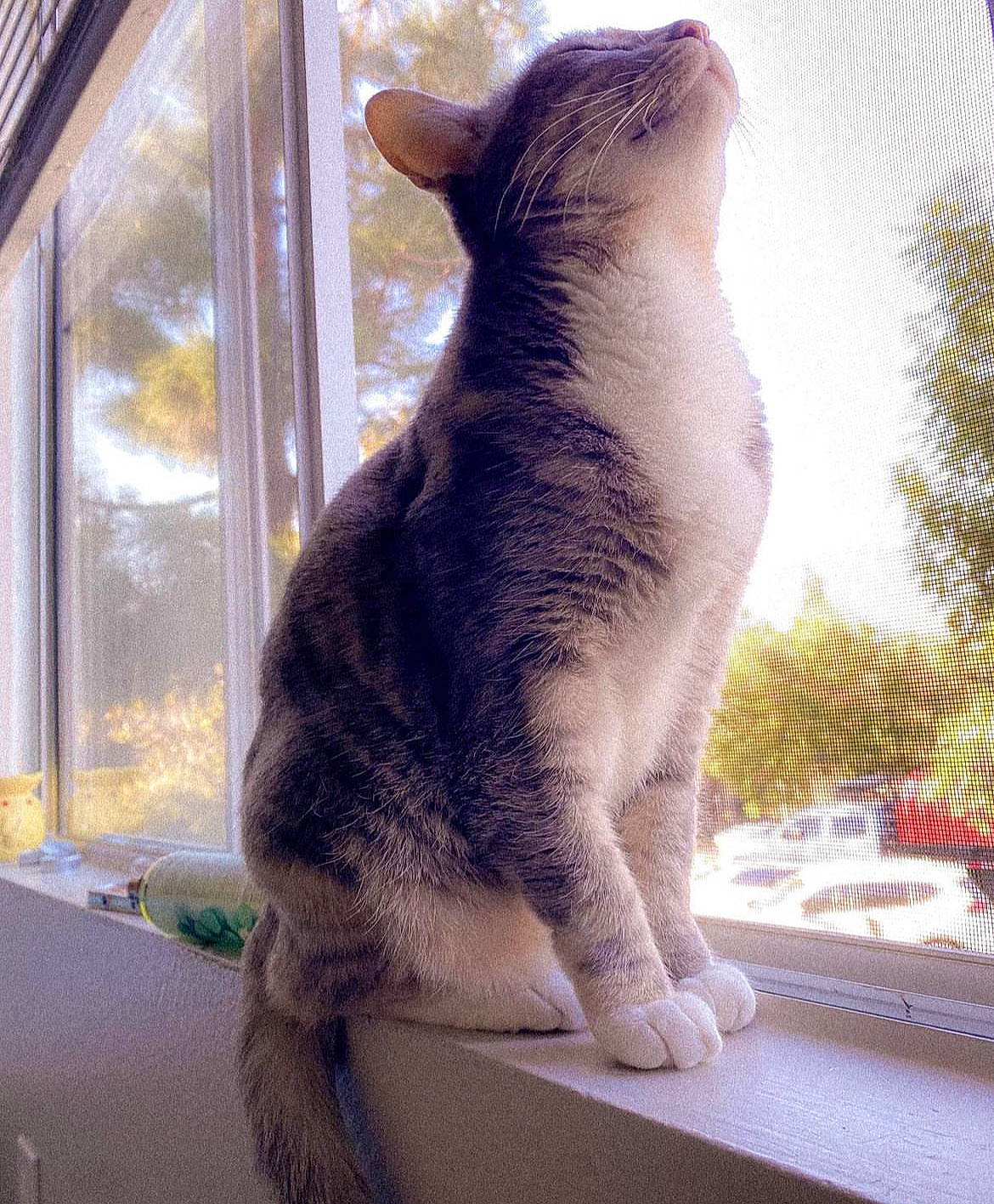 Artemis joined the competition — help win amazing prizes! carnivore, cat, claw, comfort, domestic_short_haired_cat, felidae, foot, fur, glass, human_leg, nap, paw, sitting, small_to_medium_sized_cats, tail, tree, whiskers, window