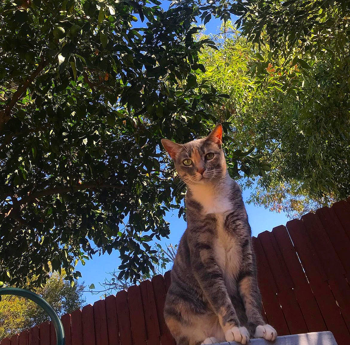 Artemis joined the competition — help win amazing prizes! branch, carnivore, cat, domestic_short_haired_cat, electric_blue, fawn, felidae, fur, grass, plant, small_to_medium_sized_cats, sunlight, tail, tints_and_shades, tree, trunk, twig, whiskers, window, wood