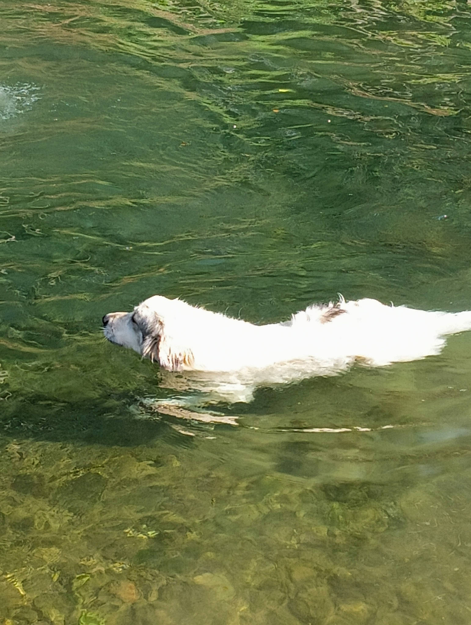 Païka participe au concours pour gagner de l'argent avec cette photo : canidae, carnivore, companion_dog, dog, dog_breed, grass, gun_dog, lake, leisure, liquid, marine_mammal, ocean, recreation, sporting_group, water, water_resources, watercourse, wave, wind_wave, working_animal