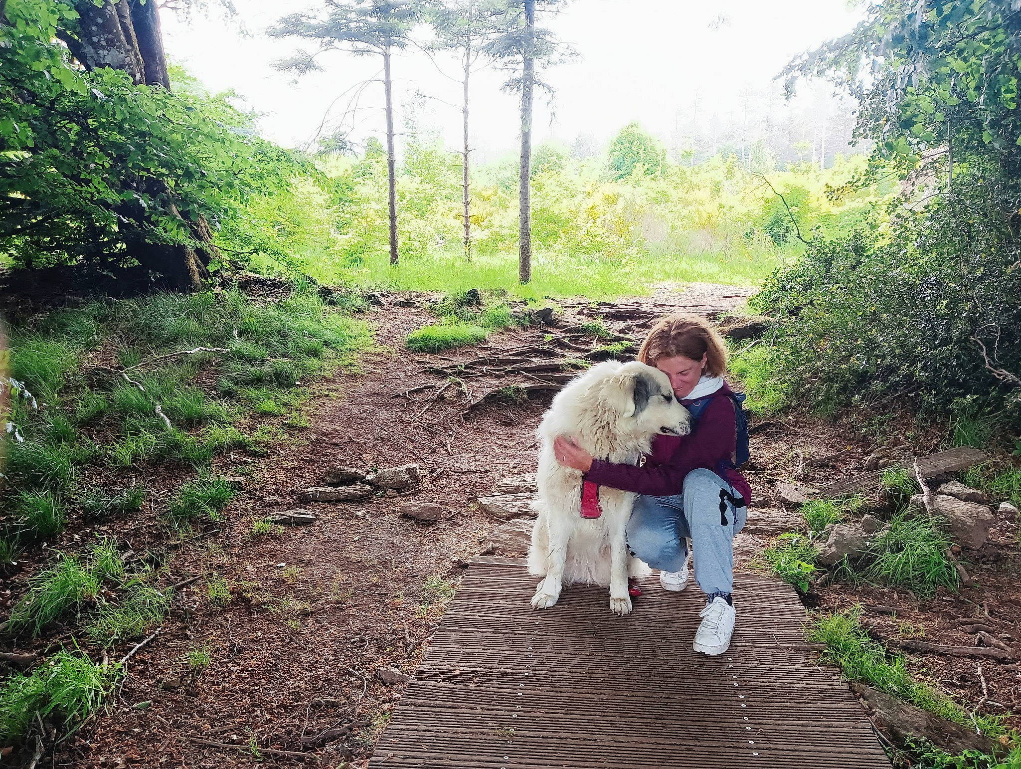 Païka a rejoint le concours — aidez-le/la à gagner de superbes lots ! adventure, carnivore, companion_dog, dog, dog_breed, fawn, forest, grass, happy, landscape, leisure, natural_landscape, people_in_nature, plant, recreation, sky, tree, walking, woodland, working_animal
