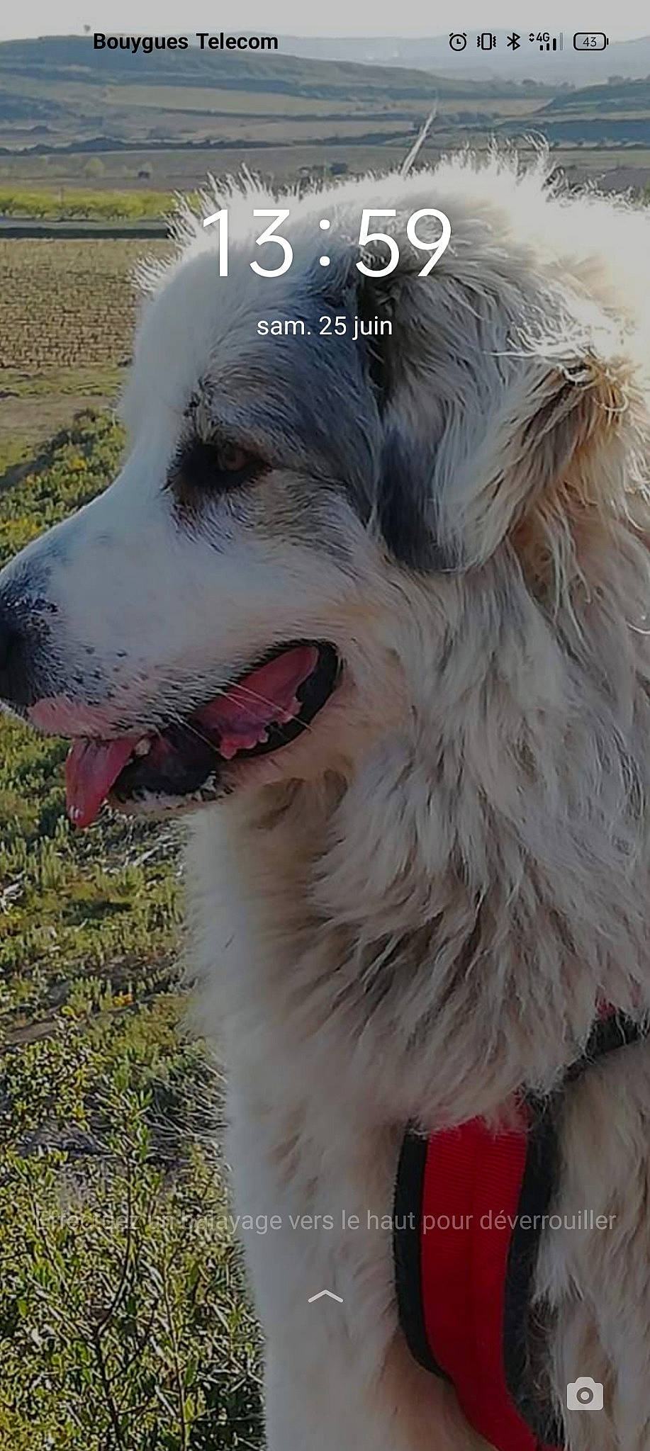 Païka a rejoint le concours — aidez-le/la à gagner de superbes lots ! ancient_dog_breeds, border_collie, canidae, carnivore, companion_dog, dog, dog_breed, dog_collar, fang, fur, giant_dog_breed, grass, happy, jaw, plant, snout, sporting_group, terrestrial_animal, whiskers, working_dog