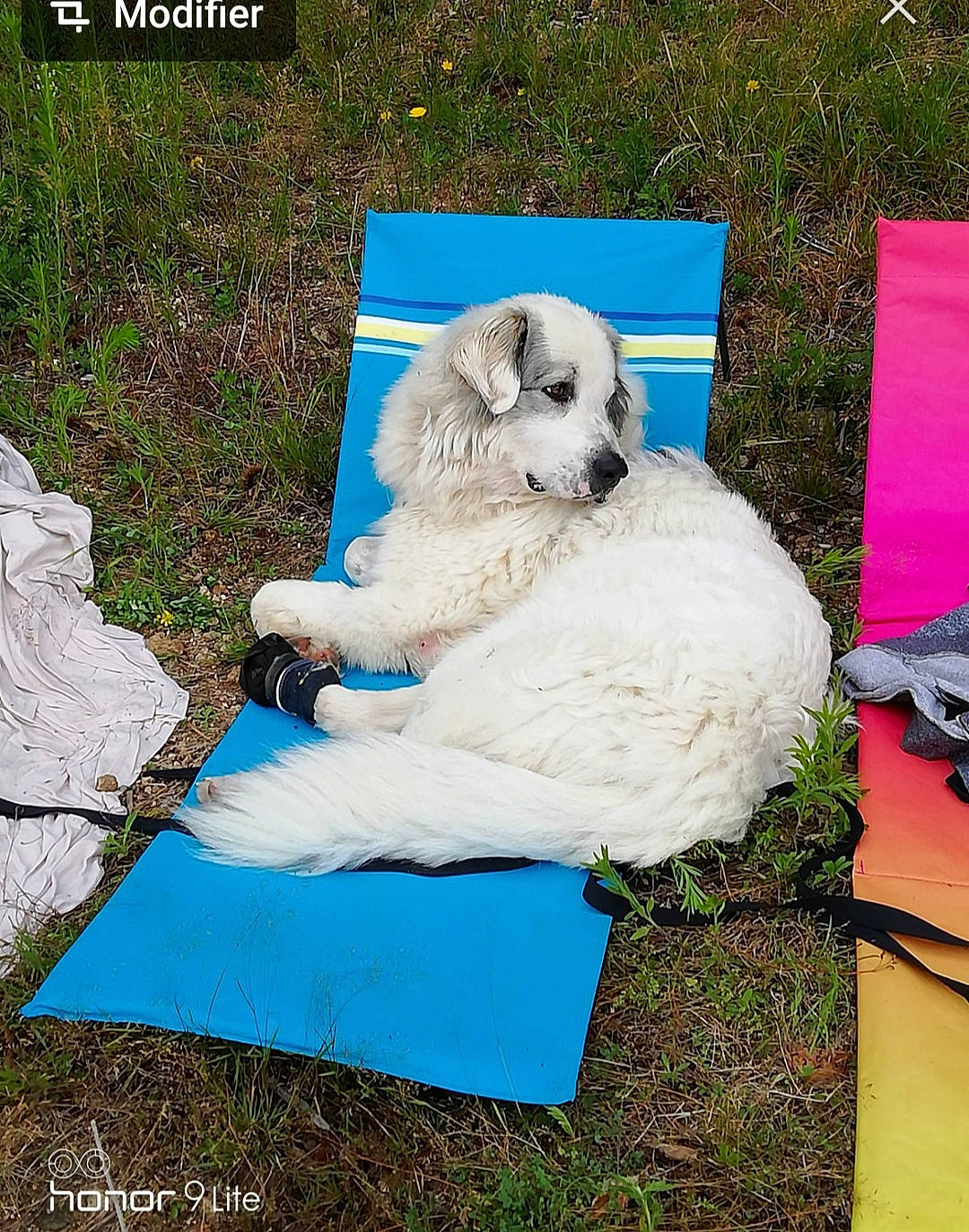 Païka a rejoint le concours — aidez-le/la à gagner de superbes lots ! art, canidae, carnivore, companion_dog, dog, dog_breed, felidae, fur, grass, non_sporting_group, plush, puppy, sitting, sporting_group, stuffed_toy, teddy_bear, terrier, toy, toy_dog