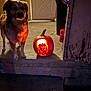 animal, autumn, carved_pumpkin, concrete, dog, door, fall, fur, glowing, house, jack_o_lantern, night, orange_light, outdoor, pet, porch, pumpkin, shadow, step, warm_light