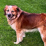 Buddy joined the competition — help win amazing prizes! dog, canine, pet, grass, outdoor, animal, mammal, happy, fur, brown, playful, nature, friendly, standing, looking_back, grass_field, daylight, adorable, fluffy, companion