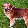 dog, canine, pet, grass, outdoor, animal, mammal, happy, fur, brown, playful, nature, friendly, standing, looking_back, grass_field, daylight, adorable, fluffy, companion