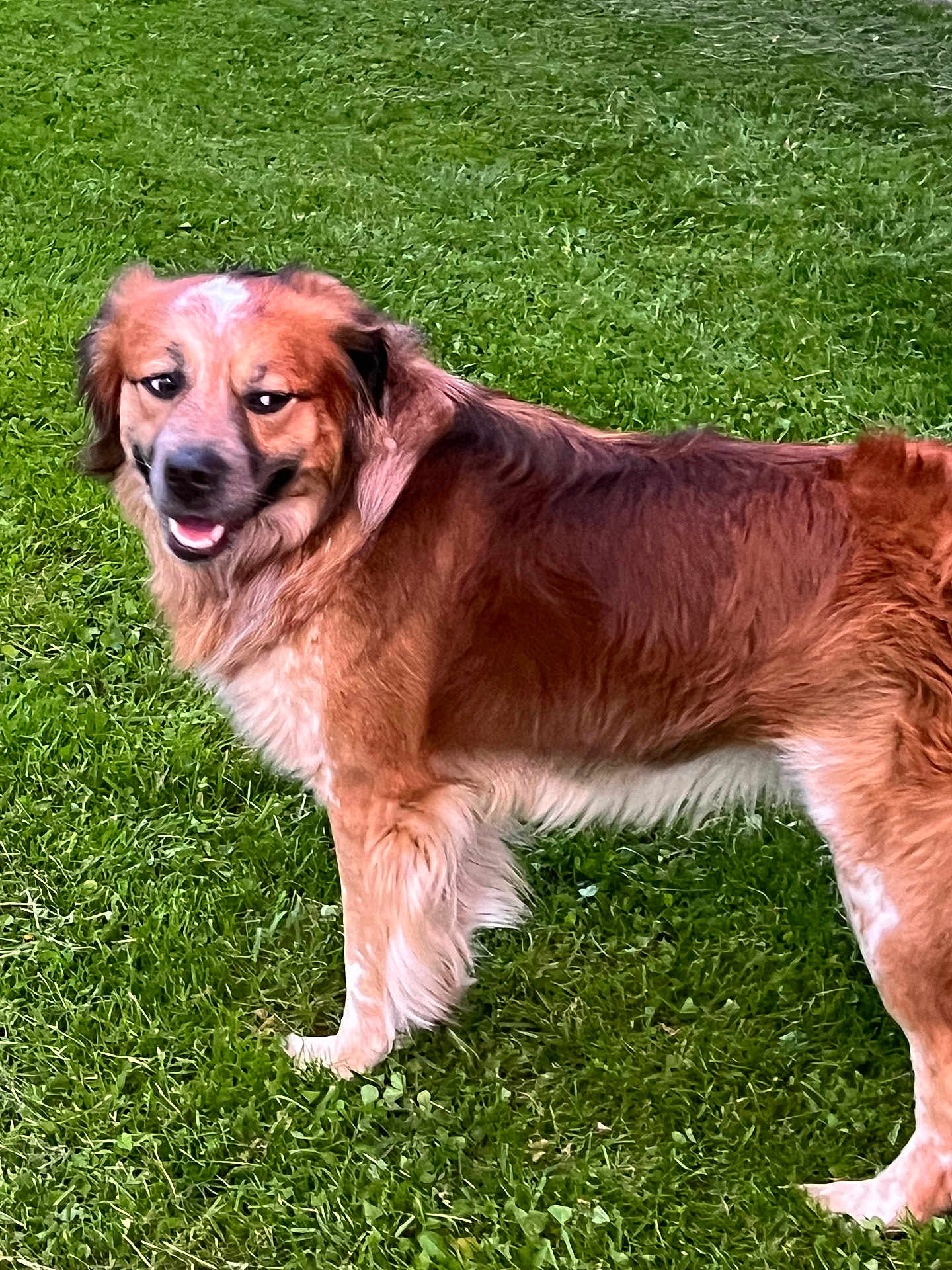 Buddy