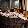 animal, blanket, brown_dog, calico_cat, cat, companion, couch, cozy, curtain, dog, furniture, home, indoor, pet, quilted, relaxation, resting, sleeping, soft_light, window