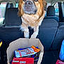 animal, backseat, brown_fur, canine, car_interior, curious_expression, daylight, dog, dog_treats, ears, fur, paper_bag, pet, seat, snout, tailgate, transportation, vehicle, whiskers, window