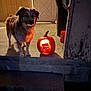 animal, carving, concrete, decor, dog, door, fall, fur, glow, halloween, jack_o_lantern, light, night, orange, outdoor, pet, porch, pumpkin, shadow, step
