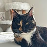 cat, tortoiseshell_cat, longhair, pet, animal, feline, whiskers, ears, green_eyes, portrait, close_up, indoors, home, cat_tree, furniture, fluffy, black_fur, white_fur, orange_patches, sitting
