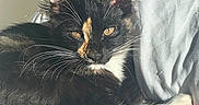 Shibuya a rejoint le concours — aidez-le/la à gagner de superbes lots ! cat, tuxedo_cat, black_and_white, pet, feline, whiskers, green_eyes, pink_paws, toe_beans, sunlight, indoor, lap, relaxing, lying_down, close_up, portrait, fur, ears, animal, cozy