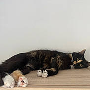 Shibuya a rejoint le concours — aidez-le/la à gagner de superbes lots ! cat, kittens, tortoiseshell, black_cat, white_paws, sleeping, lying_down, indoors, floor, wood_floor, wall, pet, feline, animal, cute, relaxed, portrait, whiskers, ears, fluffy